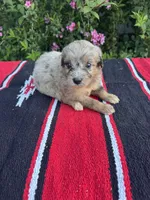 Honey Bun, a female Miniature Aussiedoodle for sale in Evensville, TN – 1 of 6