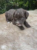 Dax, a male Miniature Aussiedoodle for sale in Evensville, TN – 2 of 9