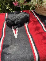 Daliha, a female Poodle - Miniature  for sale in Evensville, TN – 4 of 6