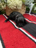 Vintage, a female Schnoodle for sale in Evensville, TN – 5 of 6