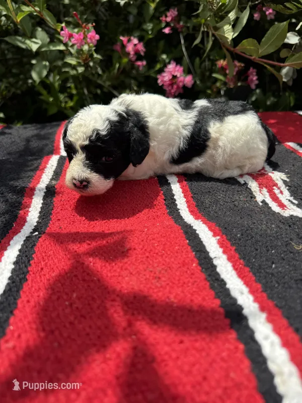 Citation – Poodle - Miniature  puppy for sale in Evensville, TN