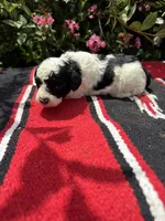 Citation, a female Poodle - Miniature  for sale in Evensville, TN – 1 of 7