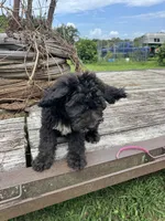 Iris, a female Sheepadoodle for sale in Evensville, TN – 4 of 9