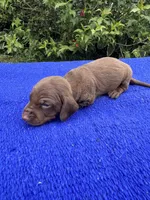 Teddy, a male Miniature Dachshund for sale in Evensville, TN – 7 of 9