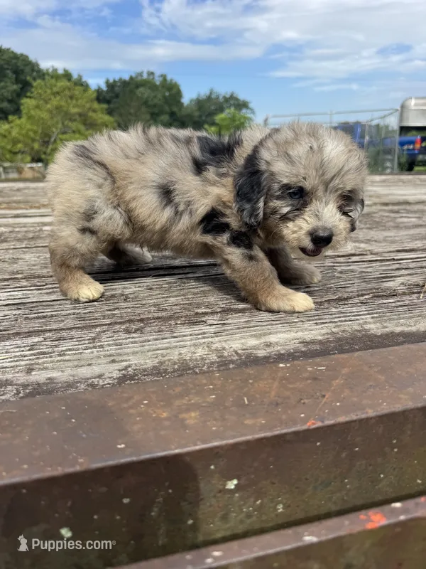 Snickerdoodle – Miniature Aussiedoodle puppy for sale in Evensville, TN