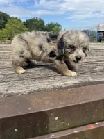 Snickerdoodle, a male Miniature Aussiedoodle for sale in Evensville, TN – 1 of 7