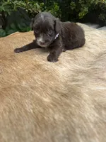 Alara, a female Miniature Aussiedoodle for sale in Evensville, TN – 5 of 6