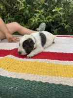 Shadow, a female Australian Cattle Dog for sale in Evensville, TN – 2 of 7