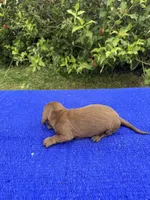Teddy, a male Miniature Dachshund for sale in Evensville, TN – 9 of 9