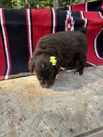 Alara, a female Miniature Aussiedoodle for sale in Evensville, TN – 3 of 5