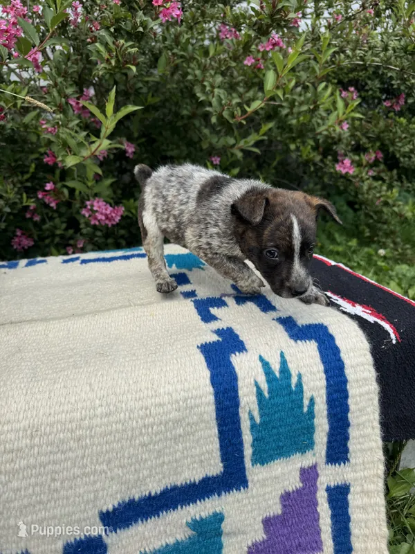 Knox – Australian Cattle Dog puppy for sale in Evensville, TN
