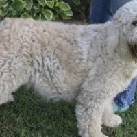 Ginger, a female Goldendoodle for sale in Evensville, TN – 1 of 1