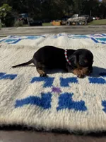 Candy, a female Miniature Dachshund for sale in Evensville, TN – 7 of 7