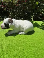 Birdie, a female Schnoodle for sale in Evensville, TN – 3 of 9