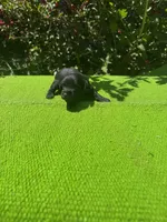 Elaretta, a female Schnoodle for sale in Evensville, TN – 6 of 8