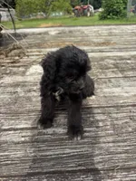 Nutty Buddy, a male Miniature Aussiedoodle for sale in Evensville, TN – 6 of 7