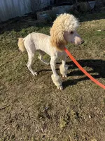Casper, a male Poodle - Standard  for sale in Evensville, TN – Photo 6 of 7