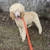 Casper, a male Poodle - Standard  for sale in Evensville, TN – Photo 1 of 7