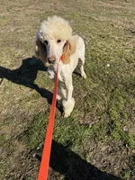 Casper, a male Poodle - Standard  for sale in Evensville, TN – Photo 3 of 7