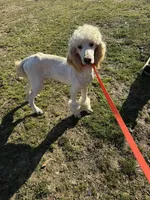 Casper, a male Poodle - Standard  for sale in Evensville, TN – Photo 7 of 7