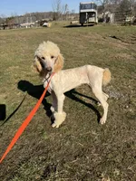 Casper, a male Poodle - Standard  for sale in Evensville, TN – Photo 4 of 7
