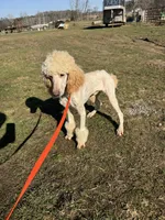 Casper, a male Poodle - Standard  for sale in Evensville, TN – Photo 5 of 7