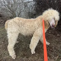 Casper, a male Poodle - Standard  for sale in Evensville, TN – Photo 2 of 7