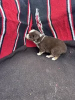 Peanut, a male Miniature Australian Shepherd for sale in Evensville, TN – 5 of 7