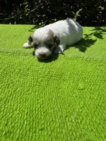Lassy, a female Schnoodle for sale in Evensville, TN – 1 of 8