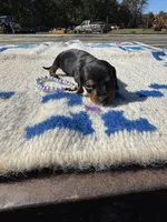 Candycorn, a female Miniature Dachshund for sale in Evensville, TN – 3 of 6
