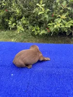 Teddy, a male Miniature Dachshund for sale in Evensville, TN – 4 of 9