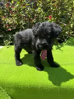 Legacy, a male Giant Schnauzer for sale in Evensville, TN – 2 of 7