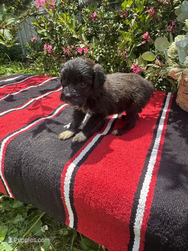 Swiss Roll – Miniature Aussiedoodle puppy for sale in Evensville, TN