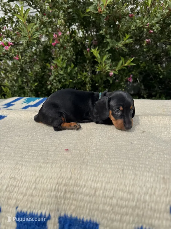 Abby – Miniature Dachshund puppy for sale in Evensville, TN