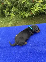 Abby, a female Miniature Dachshund for sale in Evensville, TN – 2 of 8