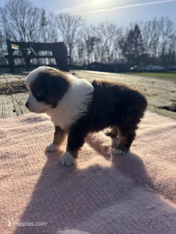 Maizie – Miniature Australian Shepherd puppy for sale in Evensville, TN