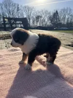 Maizie, a female Miniature Australian Shepherd for sale in Evensville, TN – Photo 1 of 8