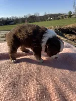 Maizie, a female Miniature Australian Shepherd for sale in Evensville, TN – Photo 8 of 8