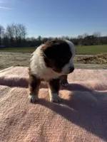 Maizie, a female Miniature Australian Shepherd for sale in Evensville, TN – Photo 3 of 8