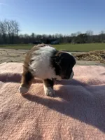 Maizie, a female Miniature Australian Shepherd for sale in Evensville, TN – Photo 2 of 8