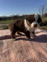 Maizie, a female Miniature Australian Shepherd for sale in Evensville, TN – Photo 6 of 8