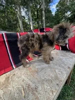 Zebra Cake, a male Miniature Aussiedoodle for sale in Evensville, TN – 3 of 7
