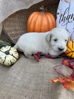 Portlyn, a male Labradoodle for sale in Evensville, TN – 7 of 8