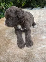 Dax, a male Miniature Aussiedoodle for sale in Evensville, TN – 3 of 9