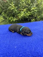 Abby, a female Miniature Dachshund for sale in Evensville, TN – 7 of 8