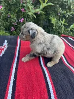 Honey Bun, a female Miniature Aussiedoodle for sale in Evensville, TN – 3 of 6