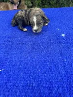 Zebra Cake, a male Miniature Aussiedoodle for sale in Evensville, TN – 6 of 9