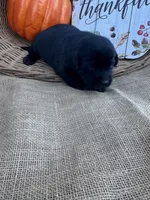 Odeliah, a female Labrador Retriever for sale in Evensville, TN – 6 of 7