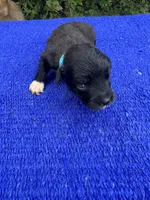 Swiss Roll, a female Miniature Aussiedoodle for sale in Evensville, TN – 2 of 10