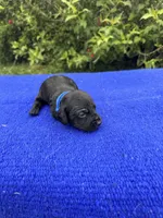 Max, a male Miniature Dachshund for sale in Evensville, TN – 2 of 8